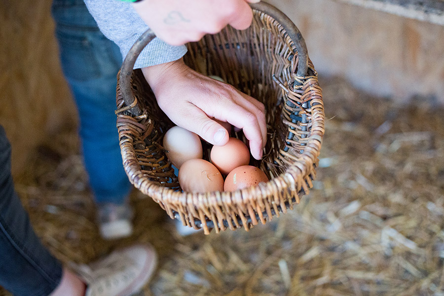 Eier direkt vom Bauernhof kaufen